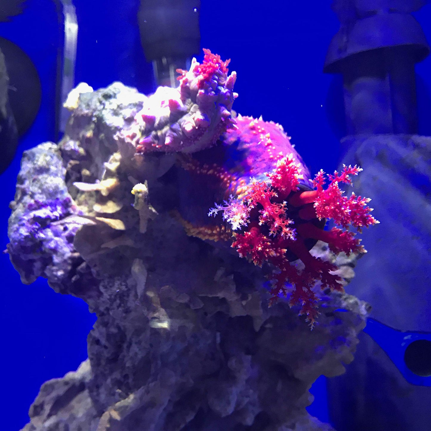 Seachem Prime Fresh and Saltwater Conditioner - Chemical Remover and Detoxifier