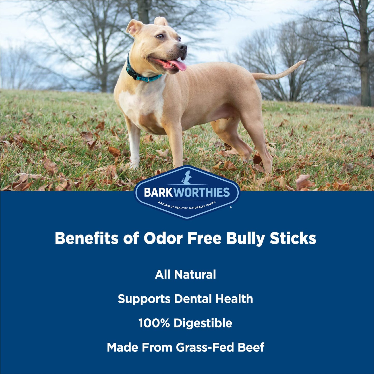 Odor-Free Bully Sticks by Barkworthies - 100% Natural Beef Dog Treats