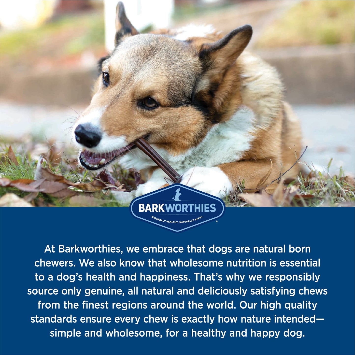 Odor-Free Bully Sticks by Barkworthies - 100% Natural Beef Dog Treats